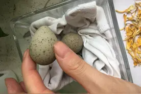 市民将一窝鸟蛋带回家，专家：对动物最好的保护就是不干预图片