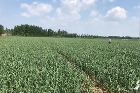 山东齐河蒜薹大面积滞销 蒜农无奈倾倒田间图片