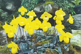 珍稀野生兰花面临盗采等威胁 非法贸易行为甄别难图片