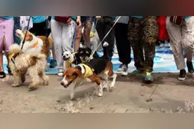 武汉一公园上演“狗界”马拉松，千狗同跑5公里萌态百出图片