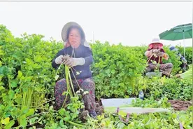 通海加快农产品出口基地建设图片