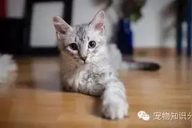 如何让猫咪交配怀孕？图片