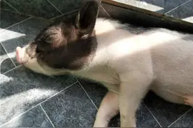 佩奇你怎么了！“成都高校学生寝室养猪被通报”上热搜 校方：确有此事图片