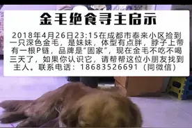 成都走失金毛伤心寻主人 好心人：它已不吃不喝三天了！图片