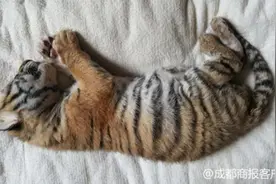 小老虎刚出生被虎妈弃养，宜宾动物园找来狗娘养图片