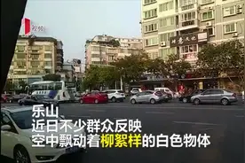 乐山街头到处柳絮飞原是一种虫子飘 别怕！它对人体无害图片