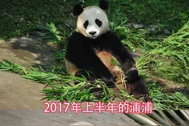 当千金养了3年多最近发现是少爷 动物园为大熊猫发“性别声明”图片