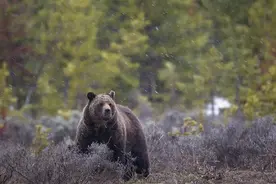 美怀俄明州官员提议允许狩猎灰熊图片