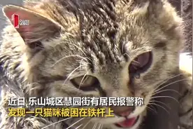 视频｜猫坚强！被钢管穿透身体 喵星人在房顶坚持了2天后终被救下图片