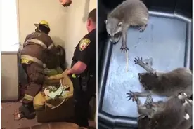 美浣熊妈妈带4只幼崽从居民家天花板破洞而下图片