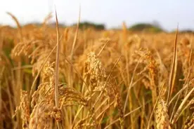 那些年，上海知青给崇明带来的变化……图片