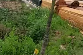 江西丰城推广绿色殡葬，村民主动上交寿材近千。为村民点赞。视频封面