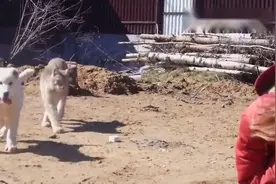 猞猁和两条狗一起玩，这两条狗二打一，打的过猞猁吗？