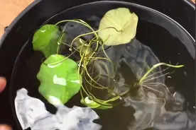 荷花-莲花的培育过程：种子处理和生长过程