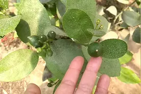 柠檬开花结果了，这样施肥和修剪，不落果长的快，一个长到拳头大视频封面