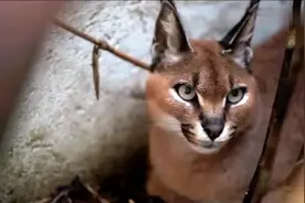 猞猁、狞猫、兔狲，草豹、花豹、猎豹你分的清吗？视频封面