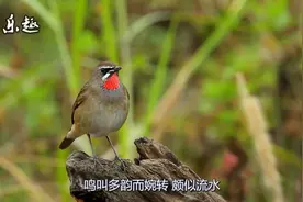 我国观赏鸟中的四大名鸟都叫什么名？你知道吗？视频封面