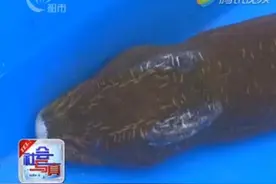 男子捕获30岁巨型黄鳝：头上长角似化龙图片