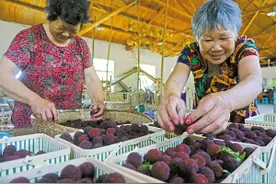 杨梅逢大年 价格更亲民图片