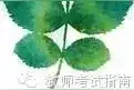 中学、小学、幼儿园教师资格证哪个好考？图片