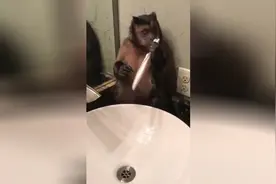 猴子也越来越注重口腔卫生，刷起牙来丝毫不马虎！
