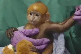 这猴子才是孙悟空的原型，猴脸和孙悟空真像，就缺一个紧箍咒了