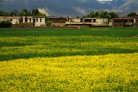 六月的后藏 人间的天堂图片