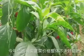 扣大棚种菜椒赚钱吗？农村大叔告诉你真实产量和收入，你相信吗？视频封面