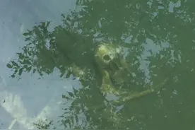 安康平利：河中惊现疑似人骨 民警下河探究竟图片