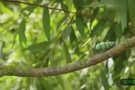 昆虫总动员 毛毛虫的爱情故事竟和牛郎织女一样感人