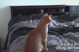 你知道你家猫咪这样是表达什么吗？视频封面