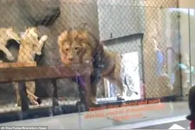 美动物园一狮子尾巴被门夹断 疼到撕心裂肺图片