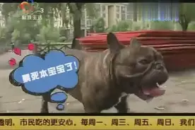 狗狗马拉松千狗同跑萌翻全场 小法斗没找到老婆遗憾离场视频封面