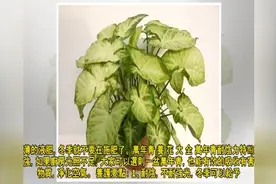 厨房太油腻？种上这几种花，消灭油烟立马变清爽视频封面