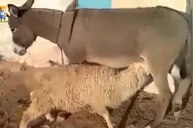 羊都这么大了，还要喝奶视频封面