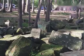 猴子大战狗子，单身狗打不过猴子，最后叫来了一群帮手视频封面