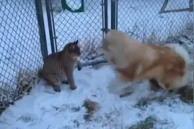 一只狗挑衅猞猁，看着都替它害怕，不怕一巴掌扇过去吗？视频封面