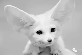 动物在 没有氧气的情况下 能存活多久？图片