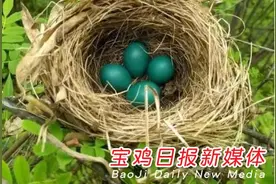 红河谷现蓝色鸟蛋图片