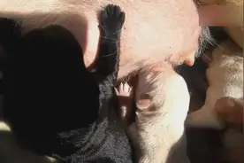 未睁眼的小奶狗抢奶吃，抢不到的嘤嘤乱叫，急人啊！视频封面