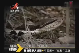 奇闻怪事中国第一蛇村竟然有几百万条蛇，每家都有上百条你信吗视频封面