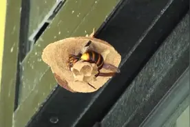 比起燕子蜜蜂如何？实拍马蜂筑巢全过程，不愧是伟大的建筑工程师