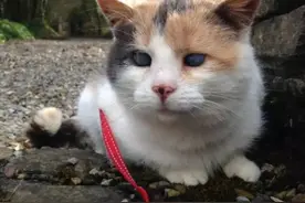 又帅又有爱 他带着一只盲猫登上了高峰图片