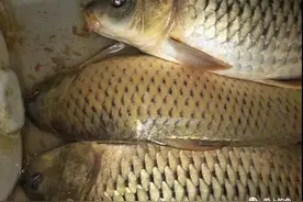 简阳雷家水库 手竿起鲫鱼图片