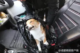 “成都柯基犬事件”当事双方均被行拘 警方详解事件过程图片