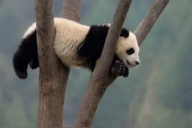 聚众吸猫啦！大熊猫宝宝喝啵儿啵儿，还跟“奶爸”耍赖！图片