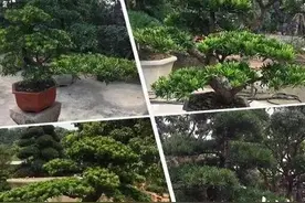 文旅|华南最大罗汉松种植造型基地就在麻涌，10万“罗汉”正向你招手图片