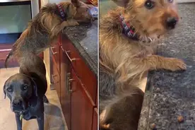 淘气！美国两网红狗狗合伙偷吃厨房零食图片