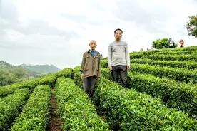 汕头摄影者眼中的三峡种茶移民图片