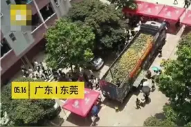 果农送儿子学校4万斤滞销菠萝，师生自发献爱心“买单”图片